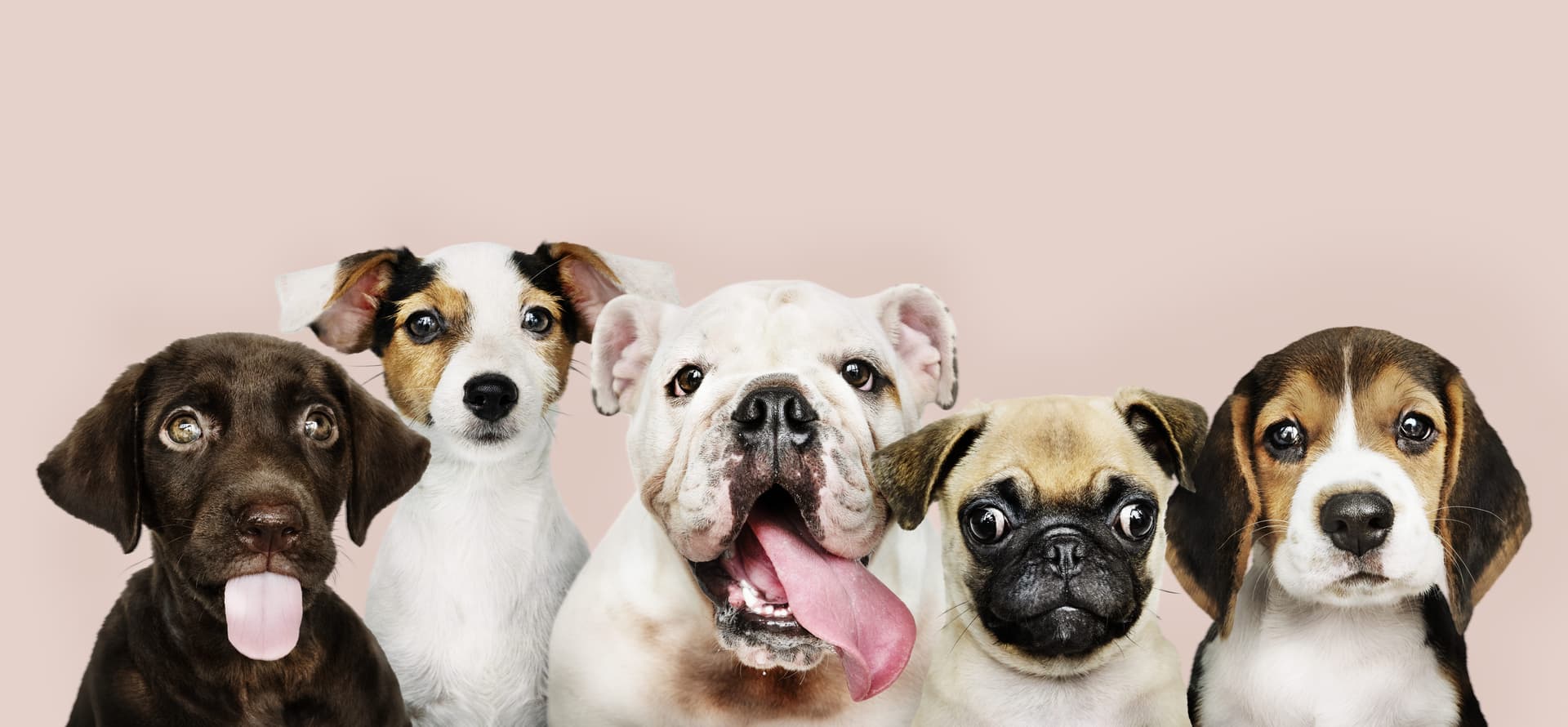 Mascotas