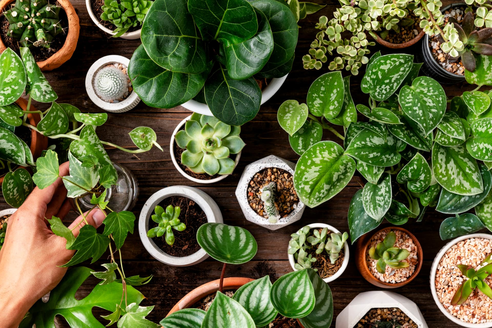 Plantas y arreglos florales