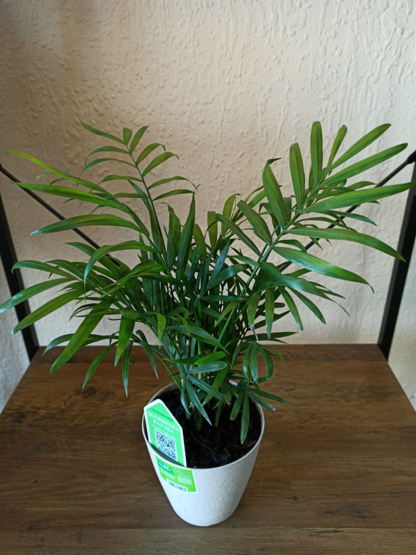 Palmera Chamadorea Elegans