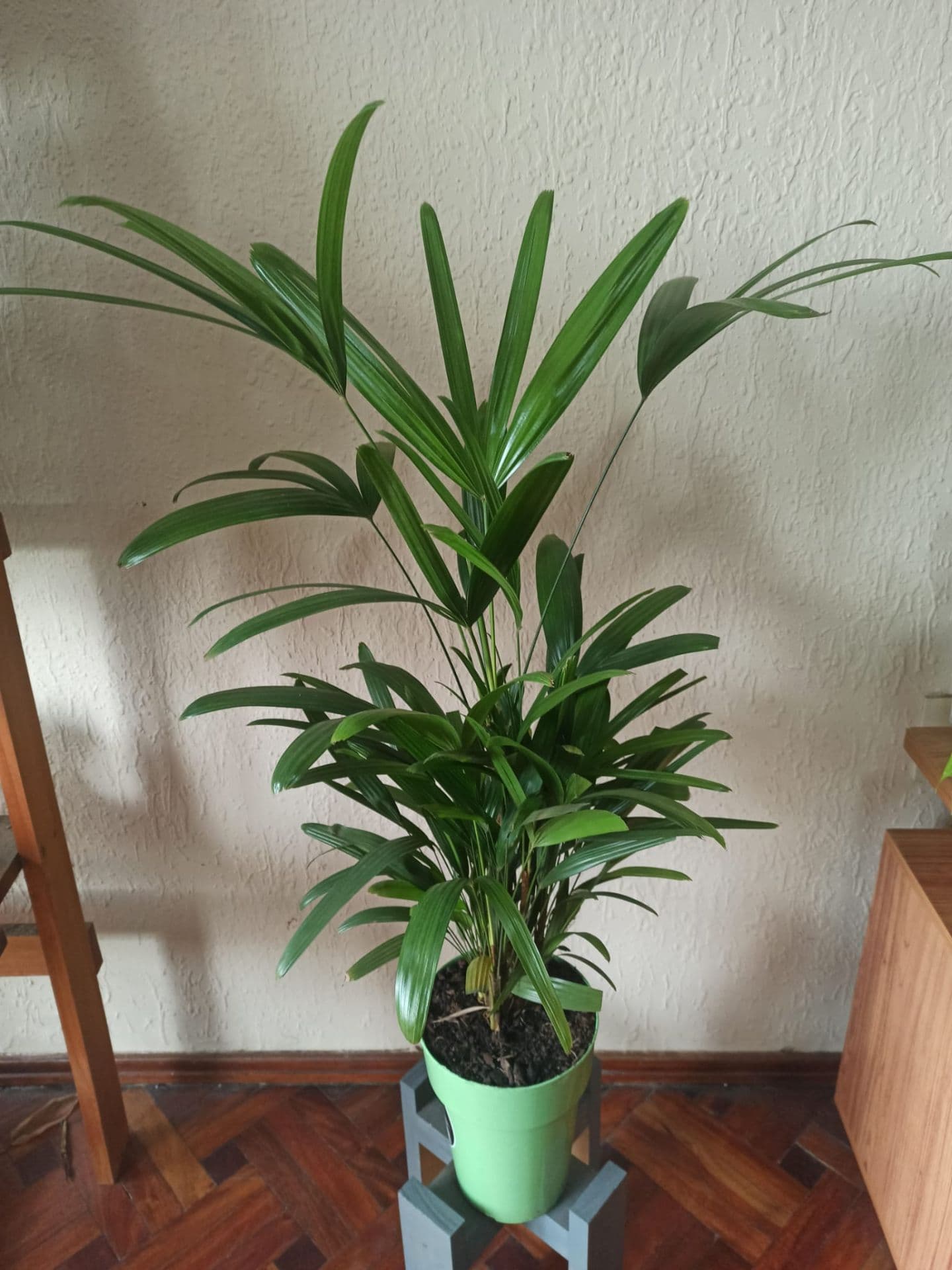 Palmera Raphis