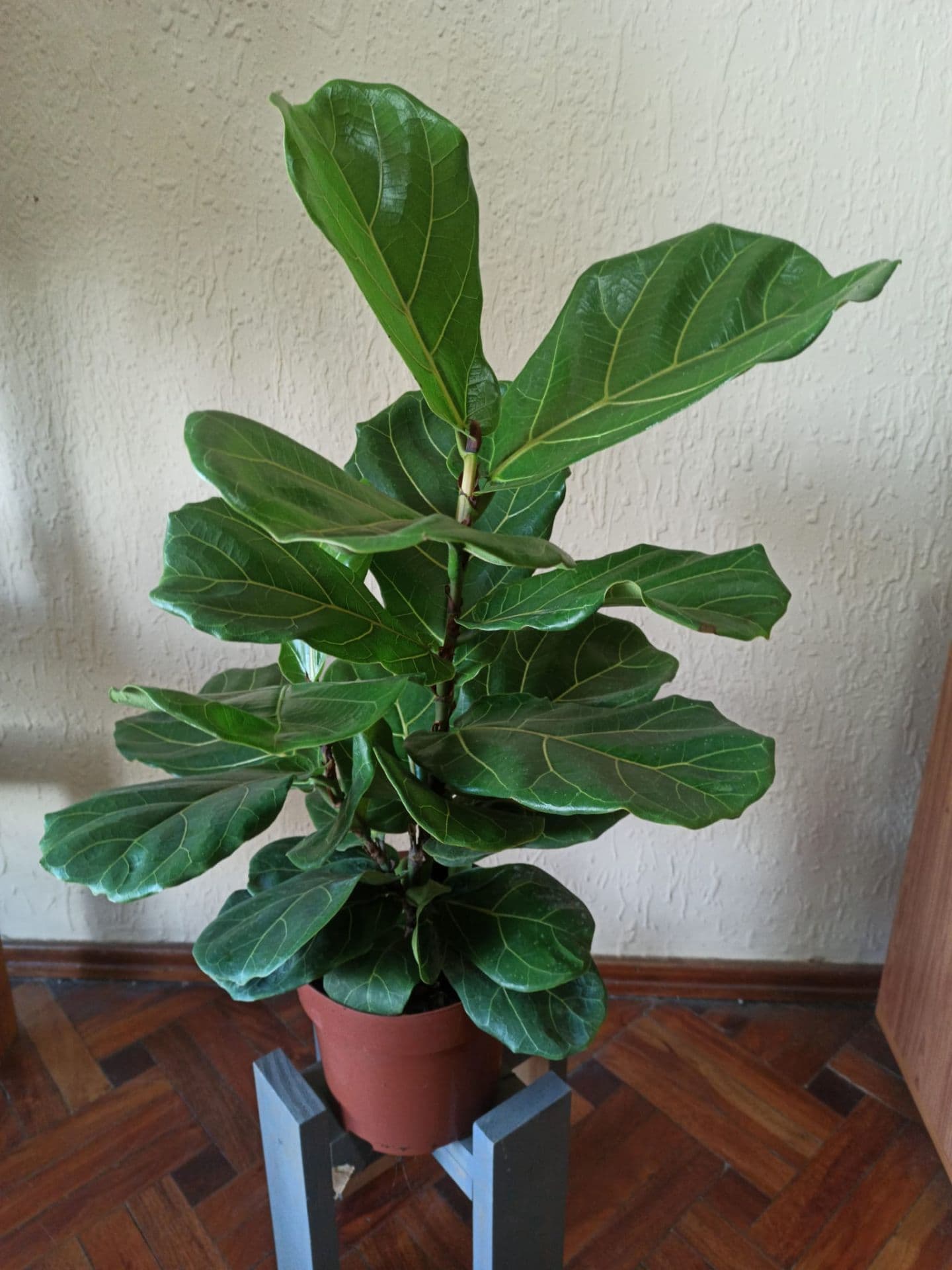 Ficus Lyrata Ramificado